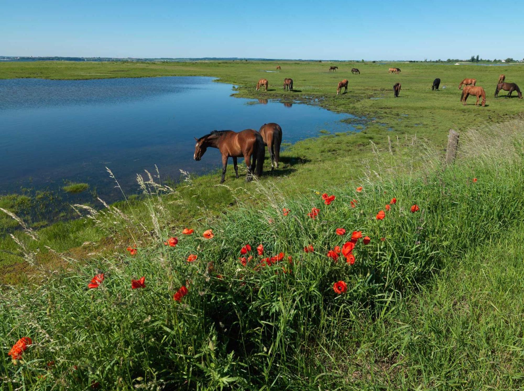 Daenische Ferienhaeuser Am Salzhaff Haus Pacific Insel Poel Bagian luar foto